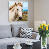 Icelandic white horse