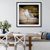 American seagull in New York