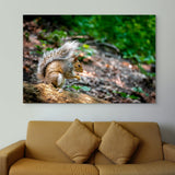 Squirrel in Central Park