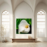 white arum