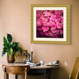 pink begonia