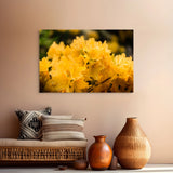yellow azalea