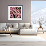 Pale pink osteospermum