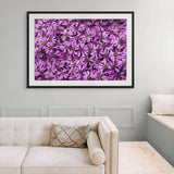 purple daisies