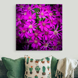Osteospermum fuchsia pink