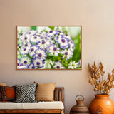 White and purple daisies