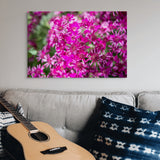 fuchsia daisies