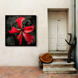 Red hibiscus