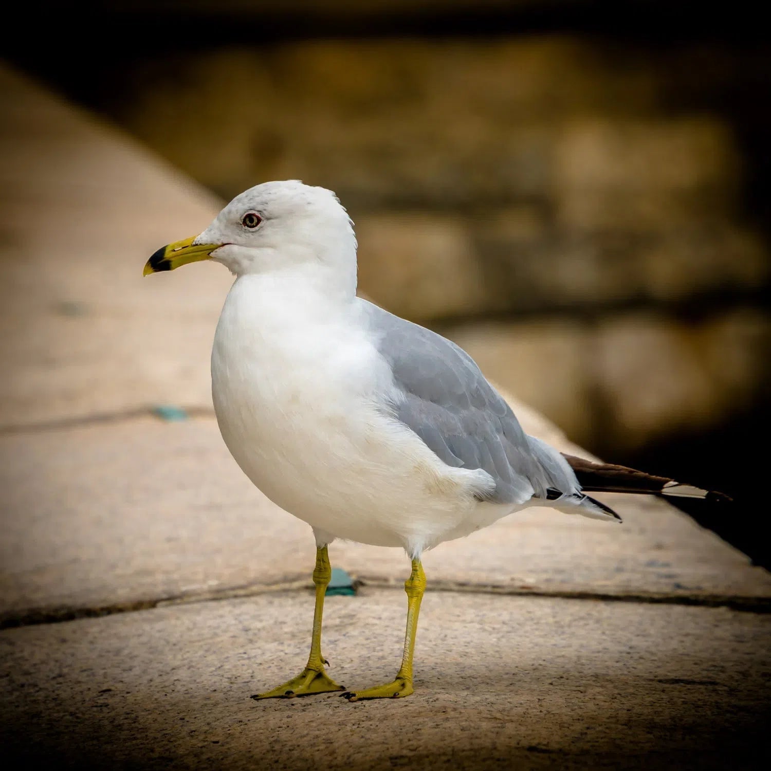 American seagull in New York-Imagesdartistes