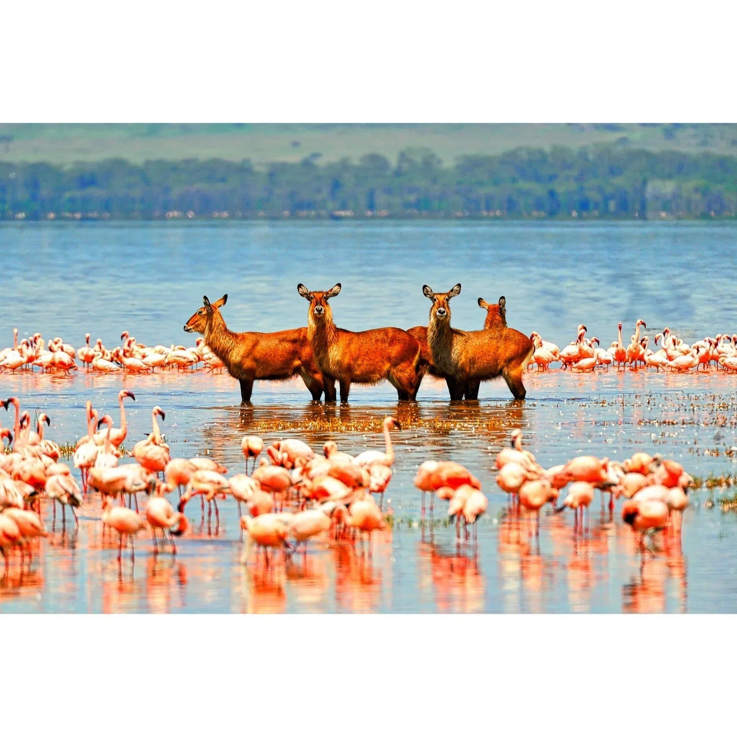Antilopes entourés de flamants roses-Imagesdartistes
