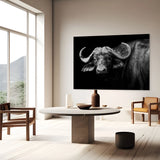 african buffalo
