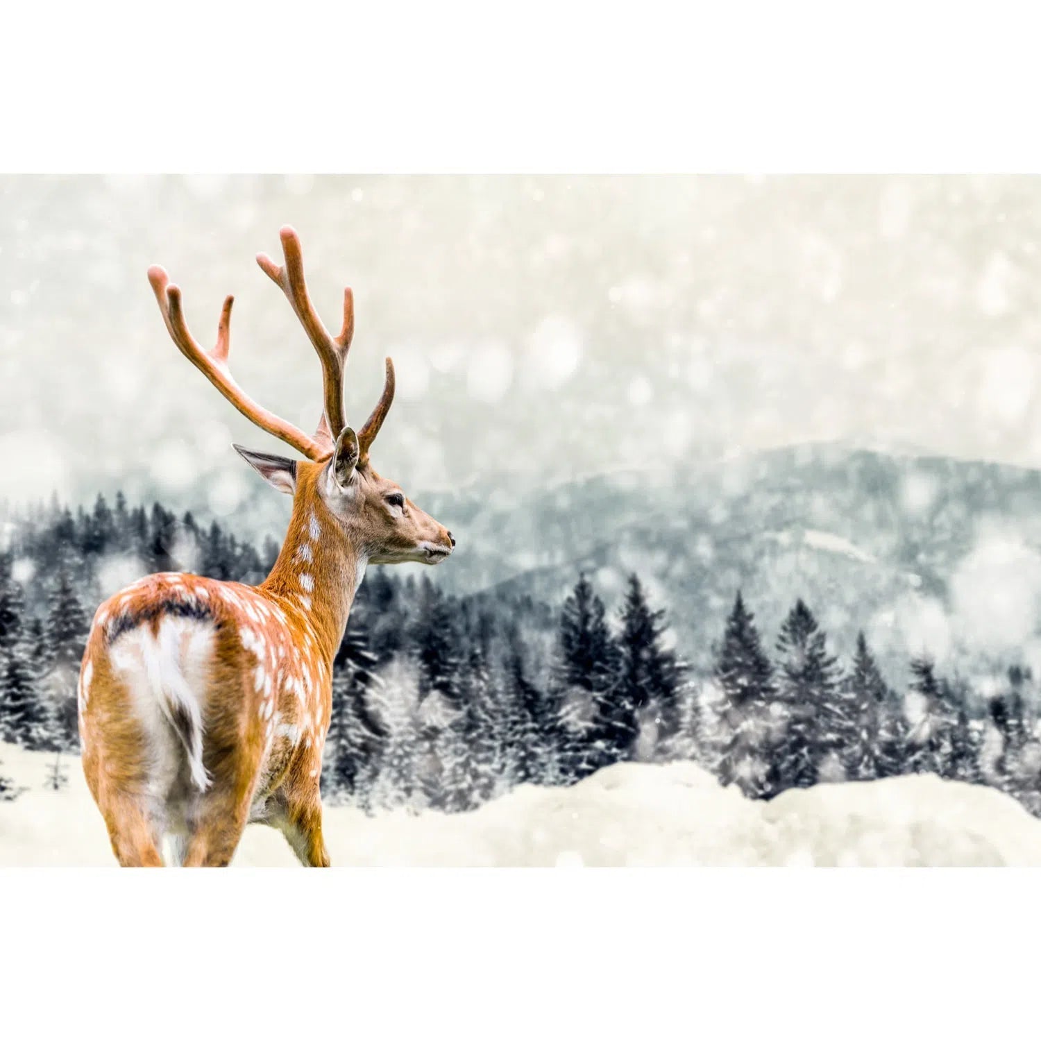 Cerf dans la neige-Imagesdartistes