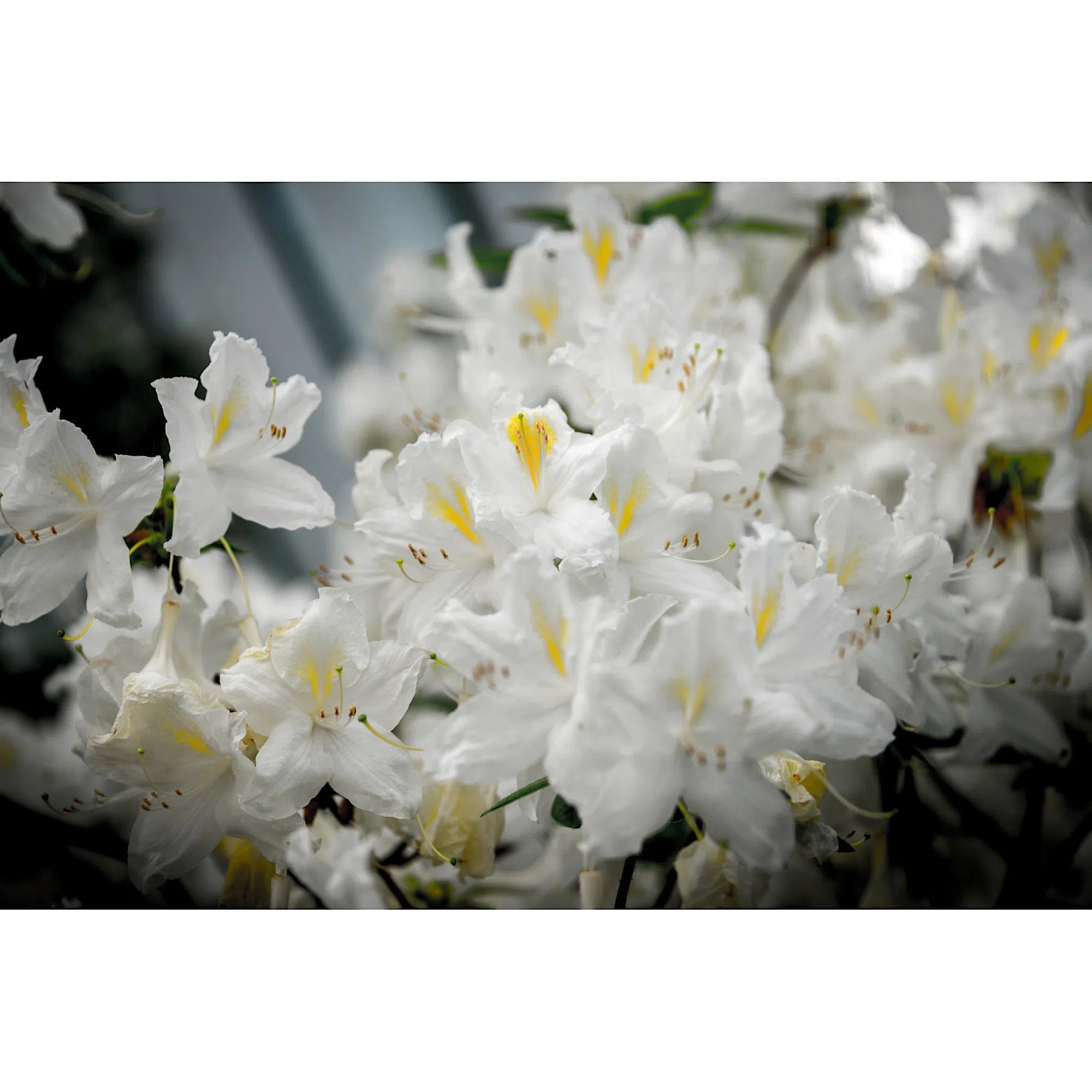 Cerisier blanc-Imagesdartistes