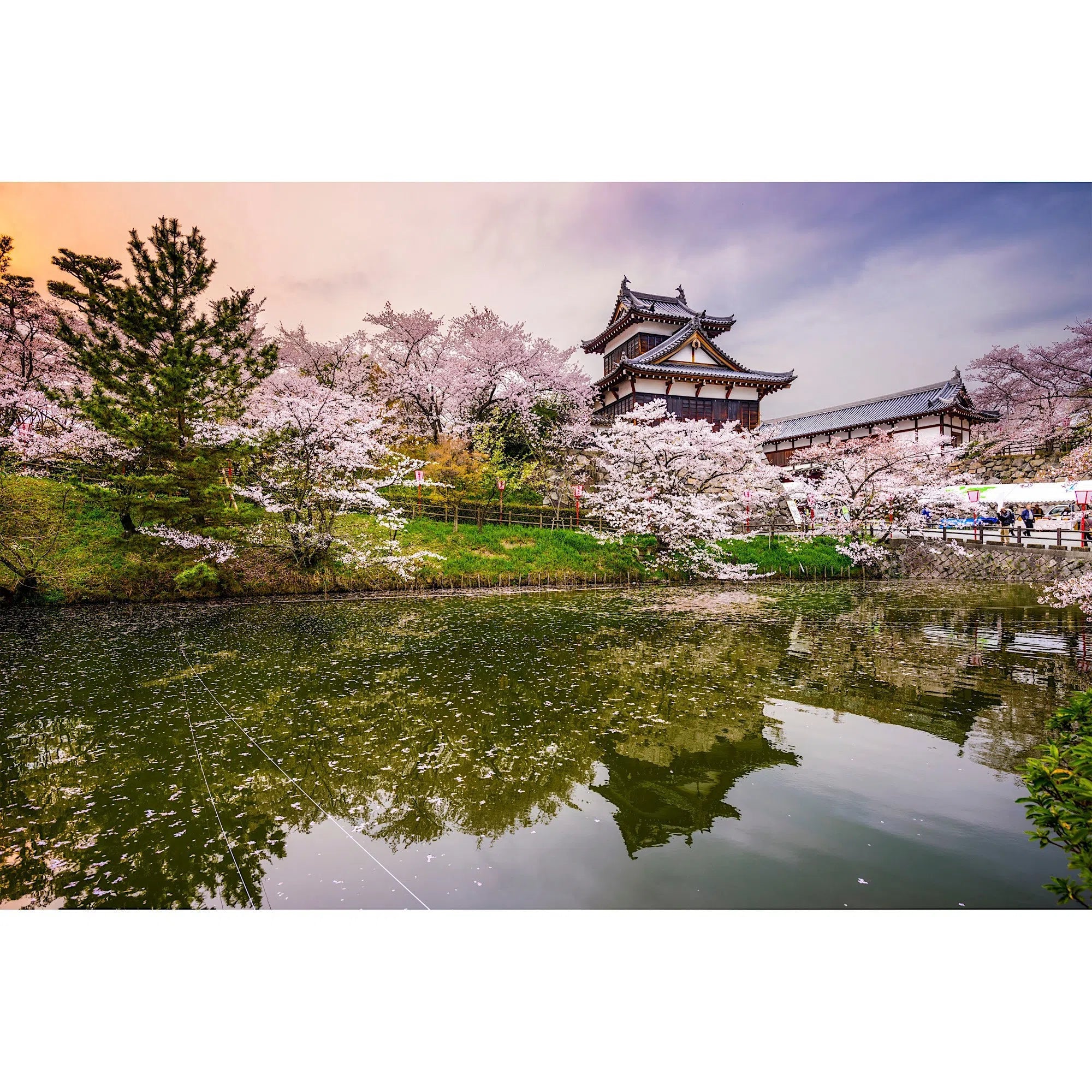 Château Nara et cerisiers en fleur, Japon-Imagesdartistes
