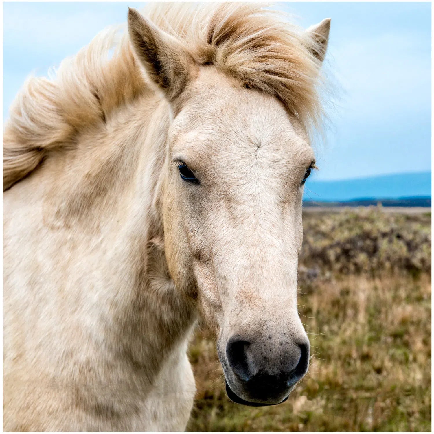 Cheval blanc islandais-Imagesdartistes