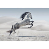 Cheval blanc sautant sur le sable-Imagesdartistes