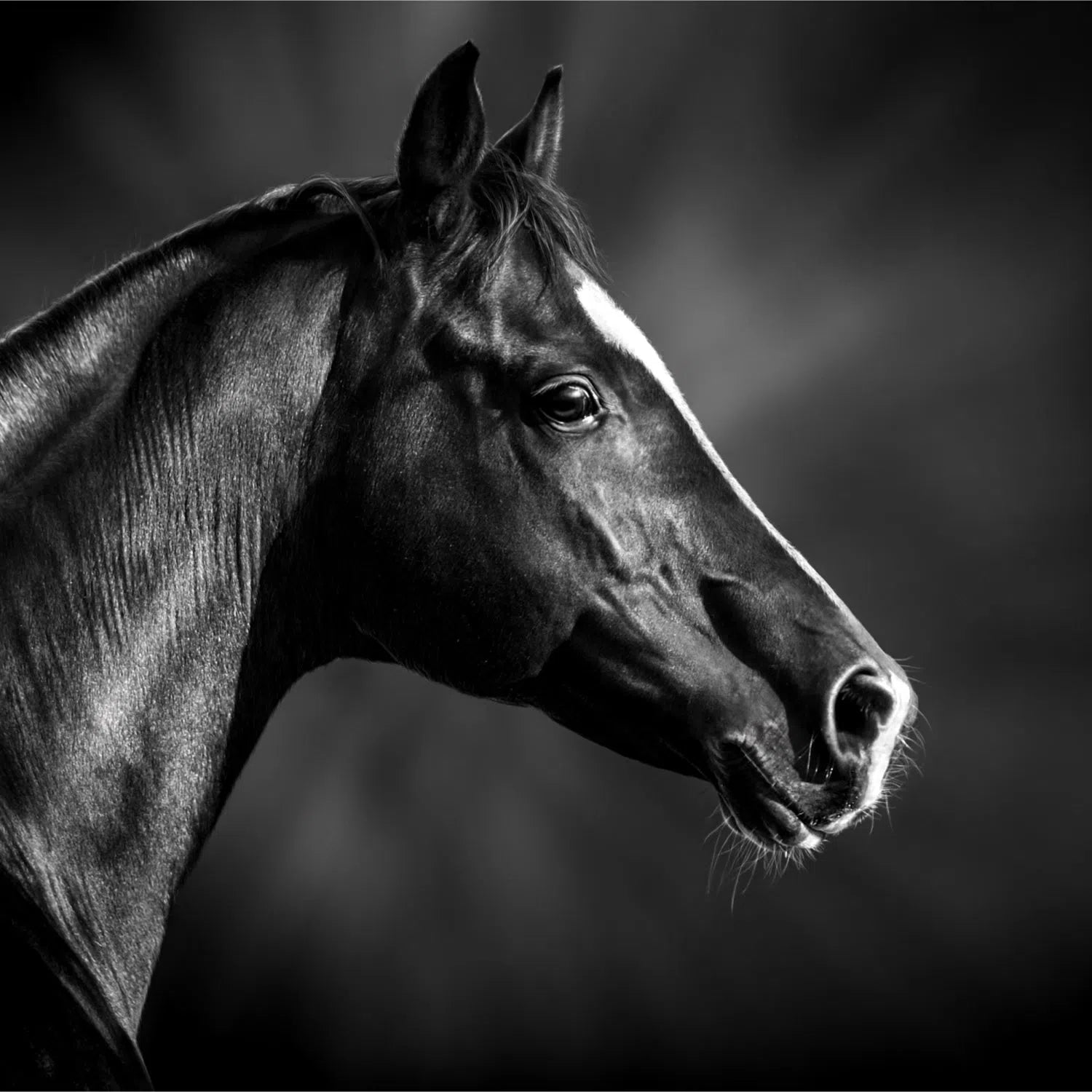 Cheval noir, profil-Imagesdartistes