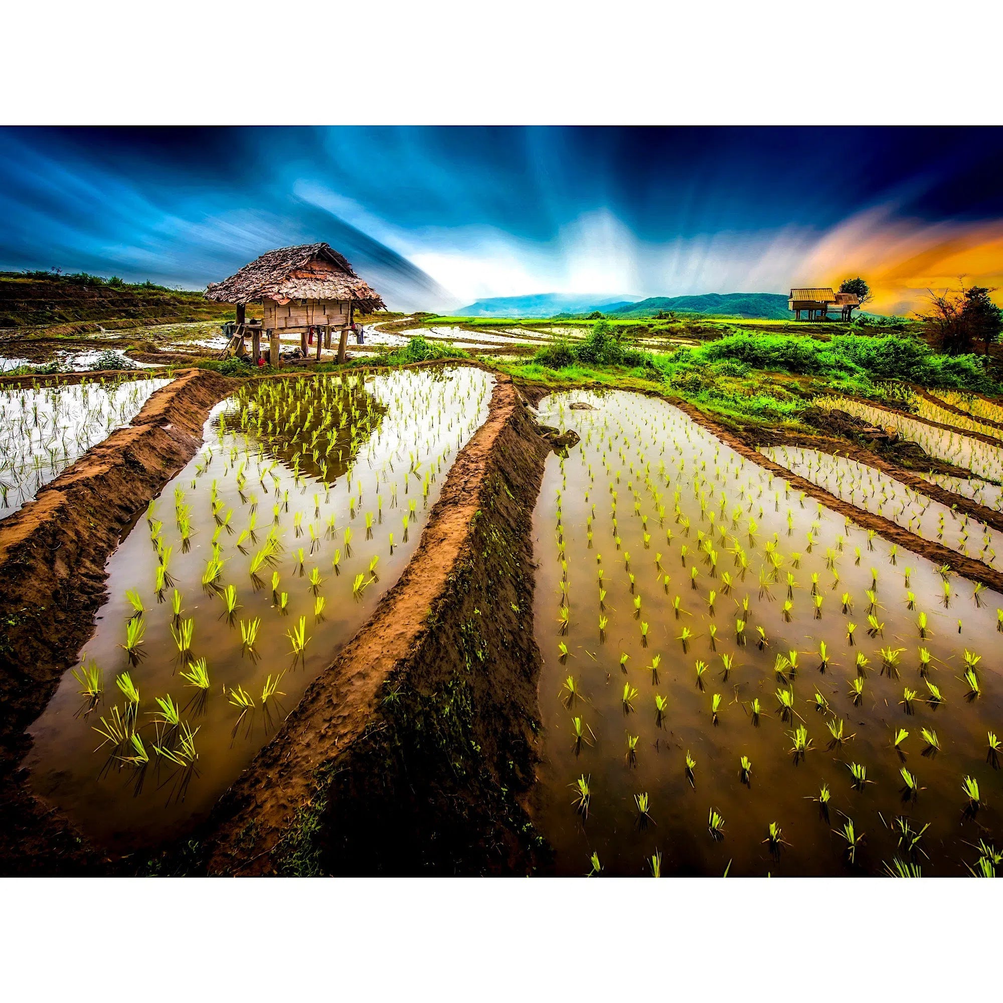 Chiangmai - culture du riz en terrasse-Imagesdartistes