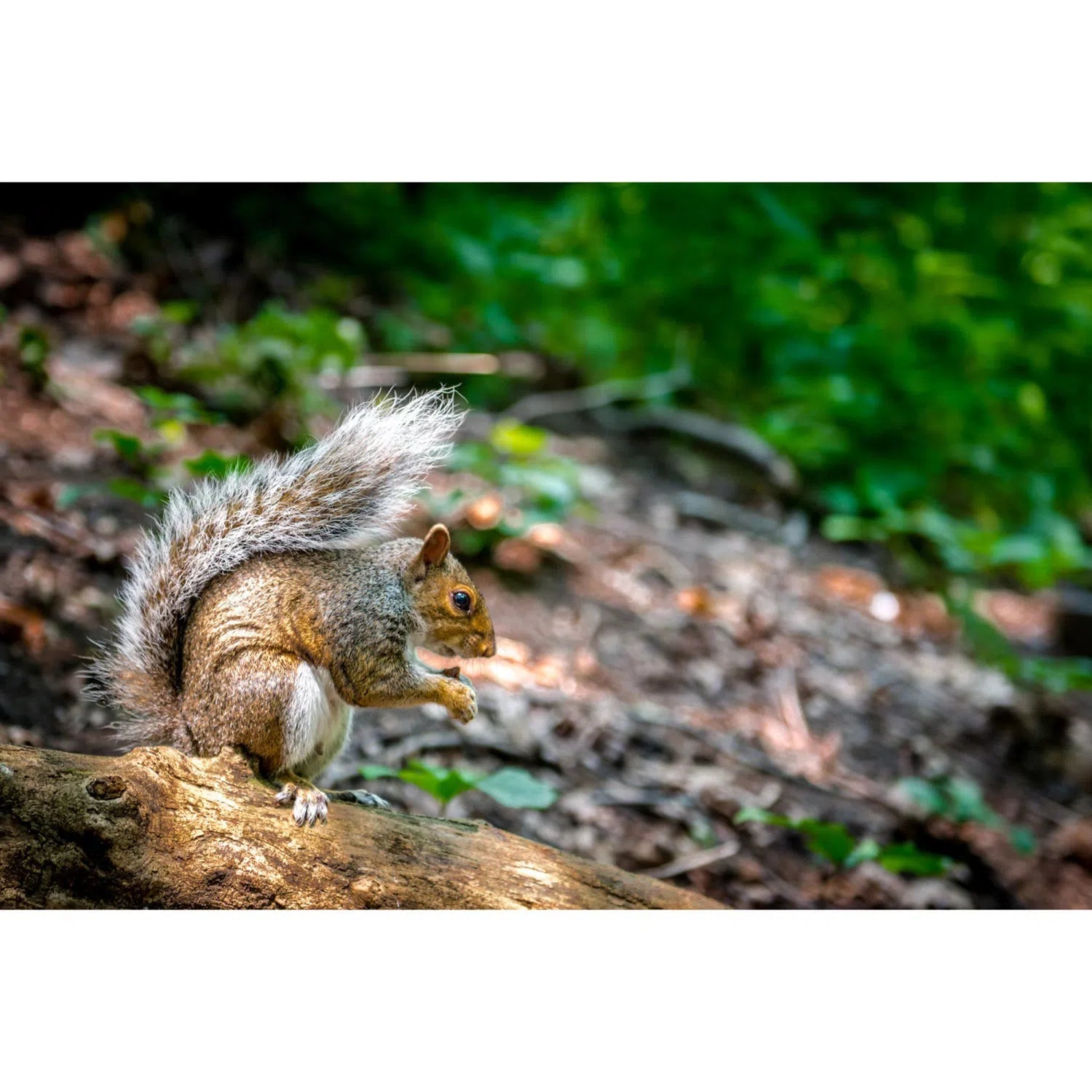 Ecureuil à Central Park-Imagesdartistes