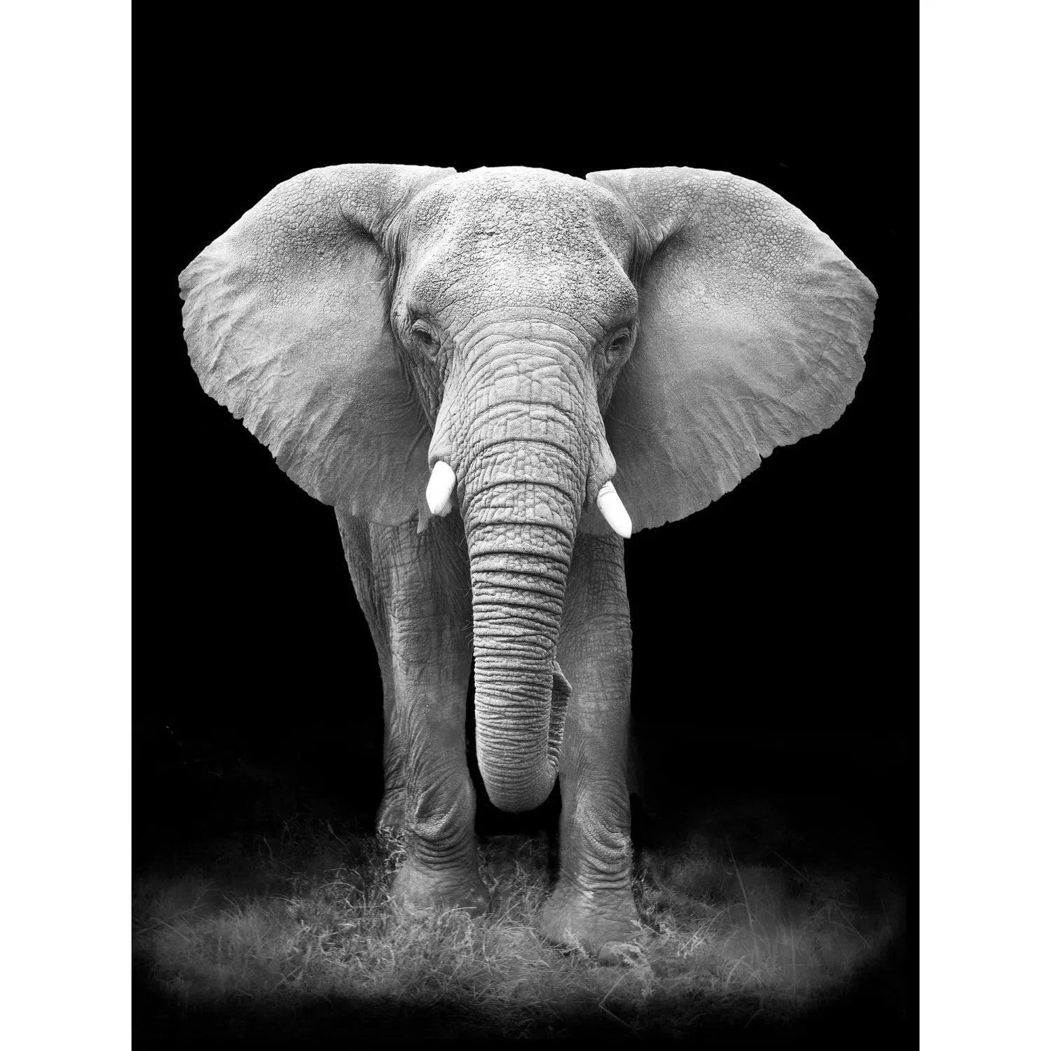 Eléphant d'Afrique en Noir et blanc-Imagesdartistes