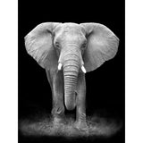 Eléphant d'Afrique en Noir et blanc-Imagesdartistes