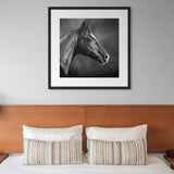 Cheval noir de profil