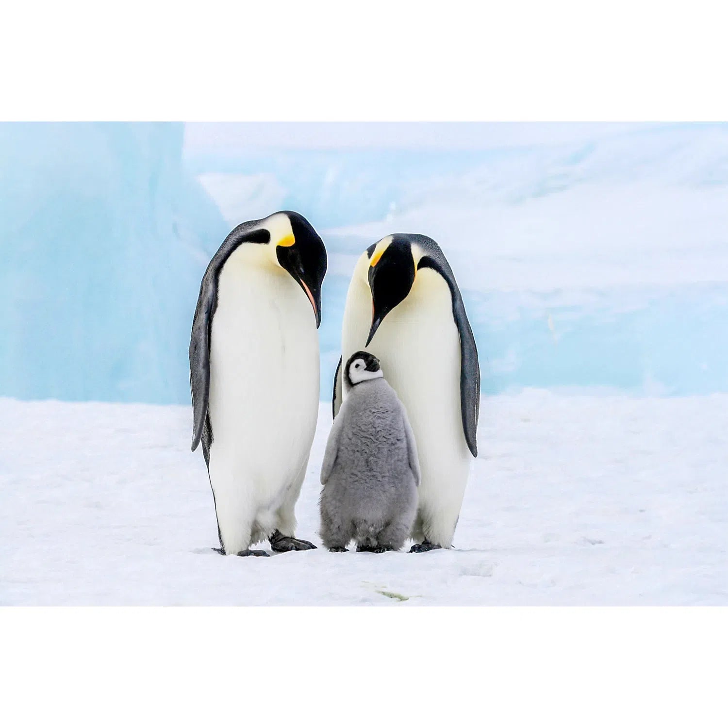 Famille pingouin empereur-Imagesdartistes