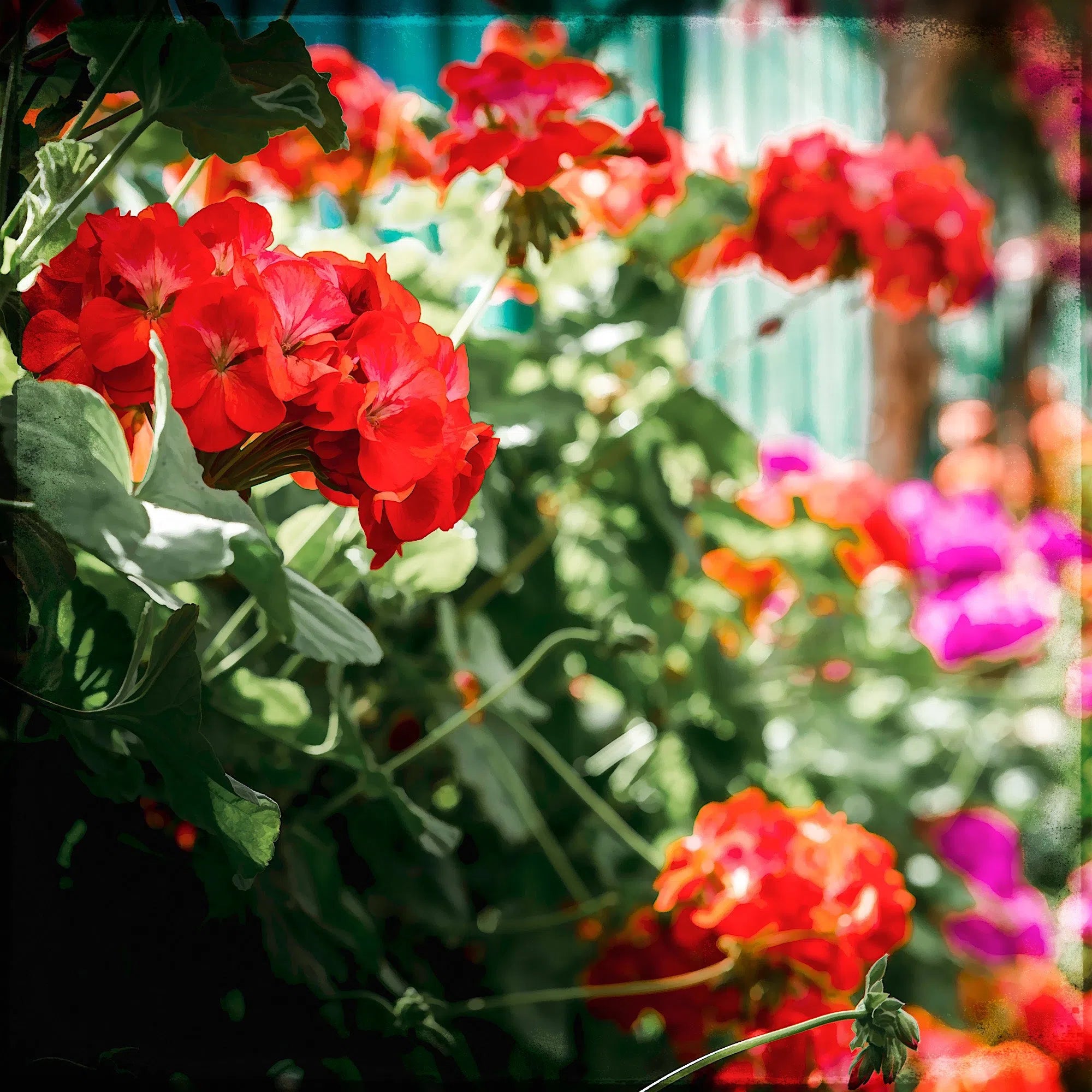 Géranium rouge-Imagesdartistes