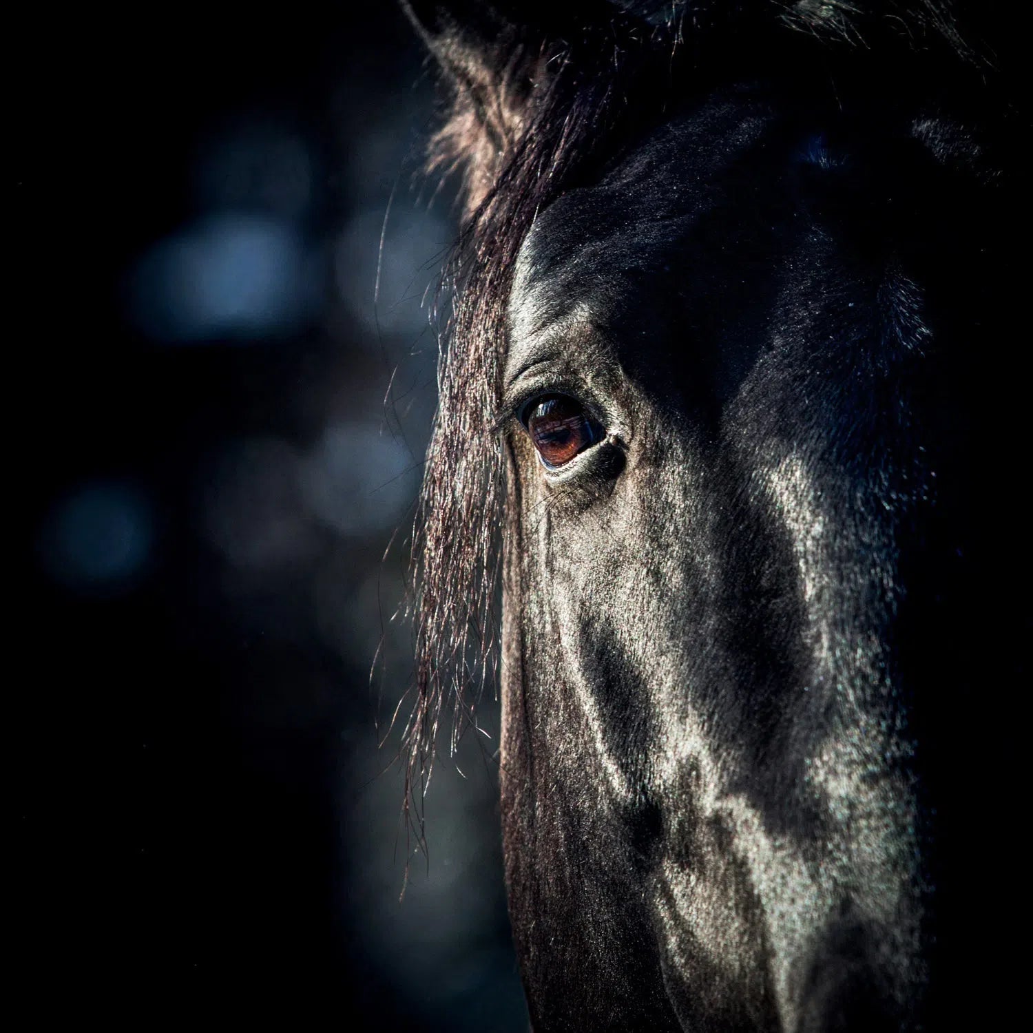 Gros plan sur un cheval noir-Imagesdartistes