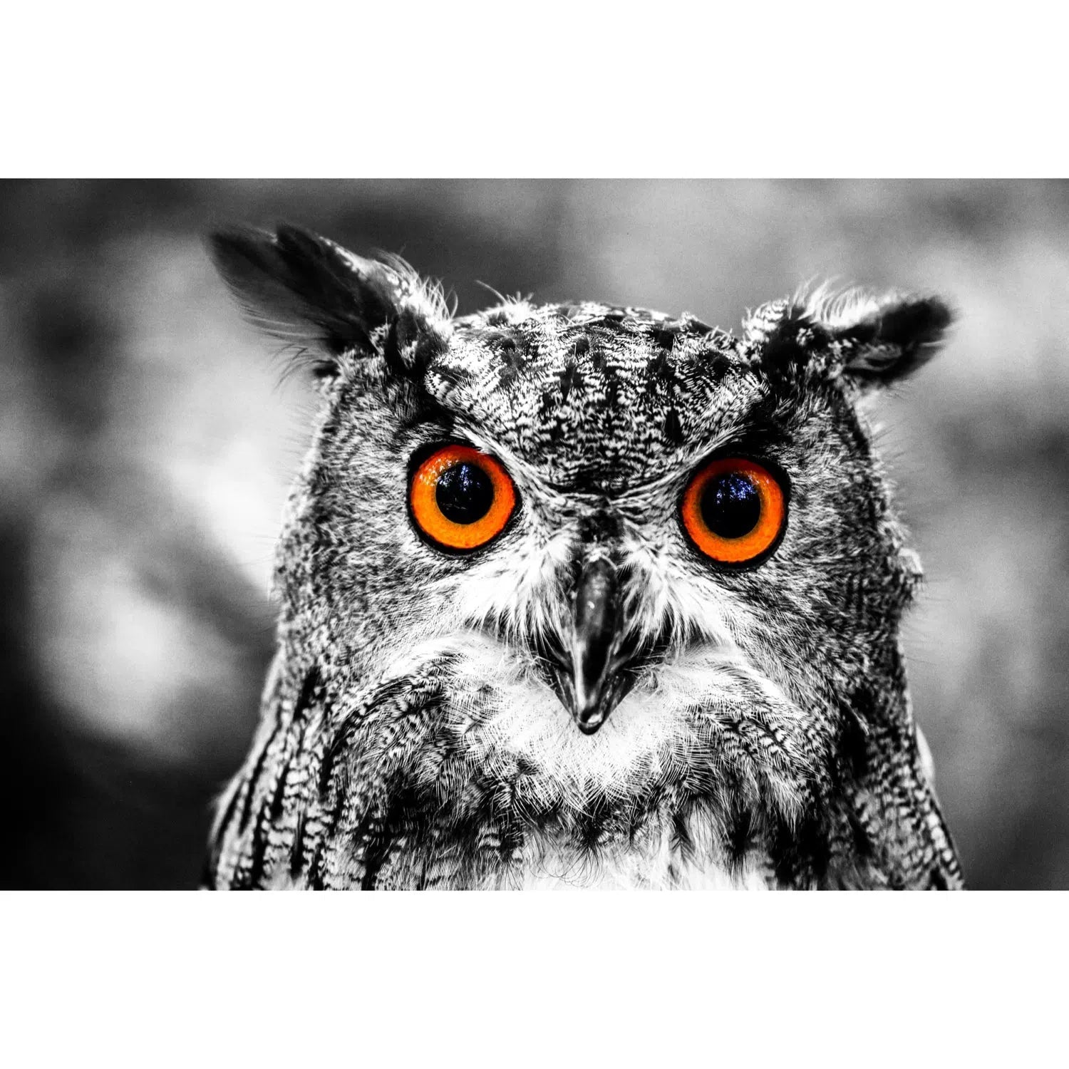 Hou hou dit le hibou aux yeux grands ouverts-Imagesdartistes