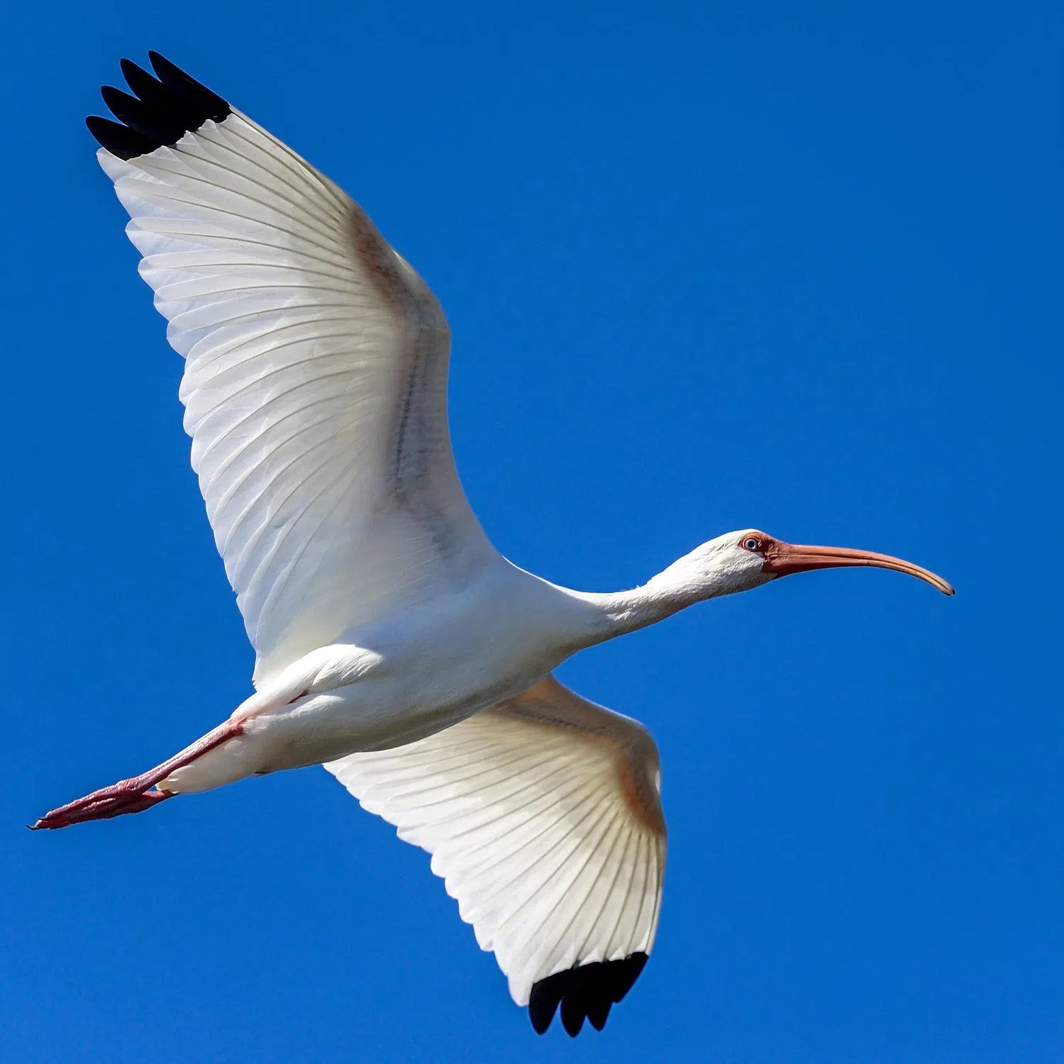 Ibis blanc en vol-Imagesdartistes