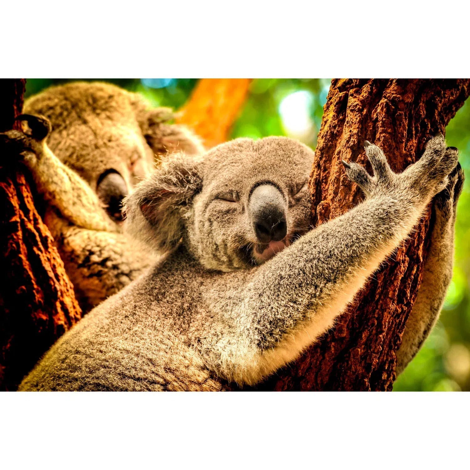 Koalas endormis-Imagesdartistes