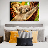 Koalas endormis