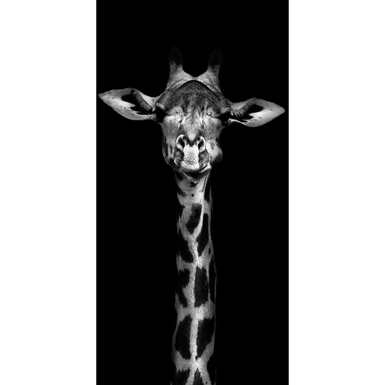 La girafe toute en hauteur-Imagesdartistes
