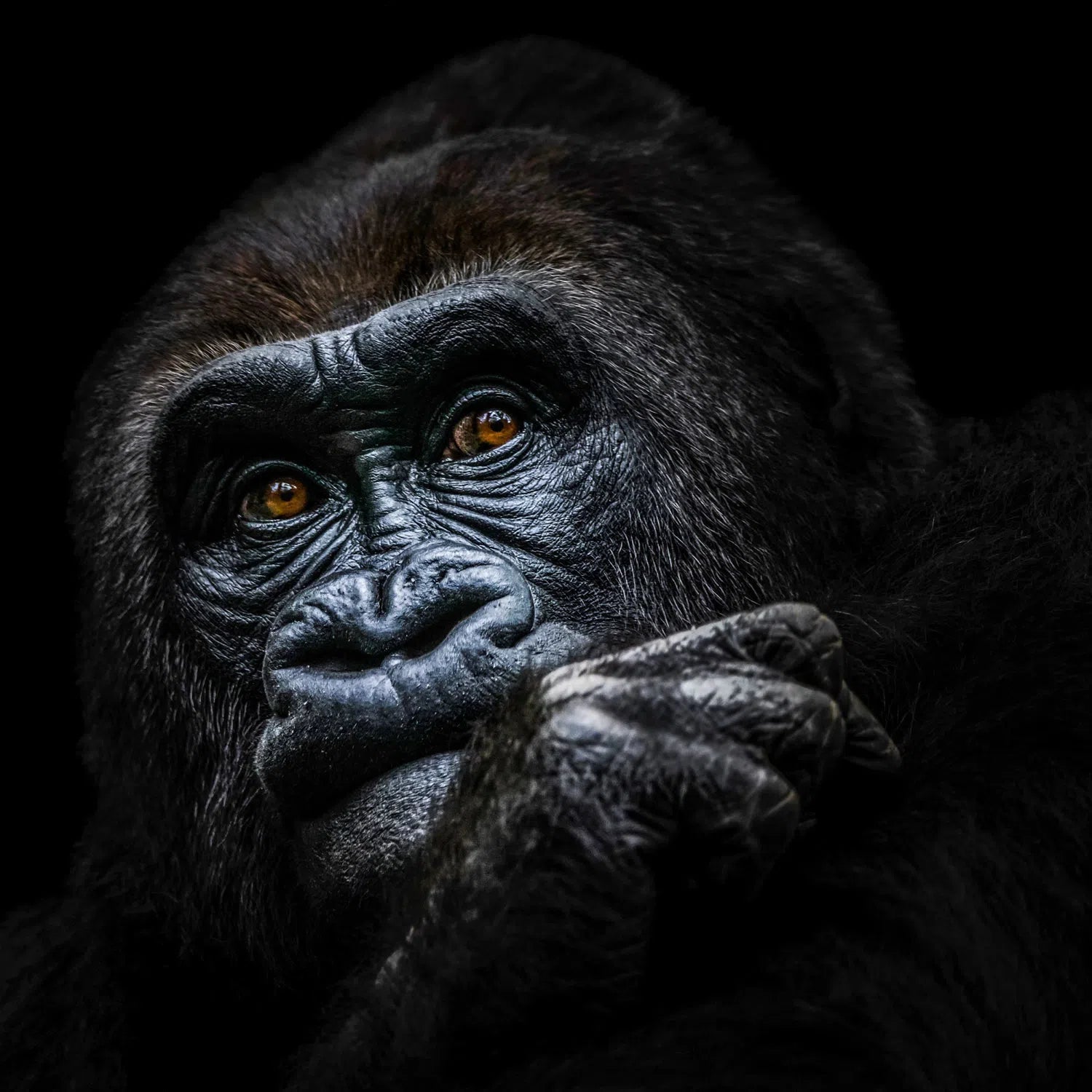Le gorille pensif-Imagesdartistes