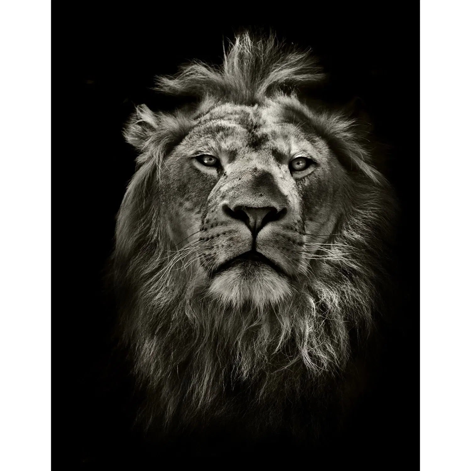 Le lion qui ne vous quitte pas des yeux !-Imagesdartistes