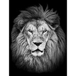 Lion aux petits yeux-Imagesdartistes