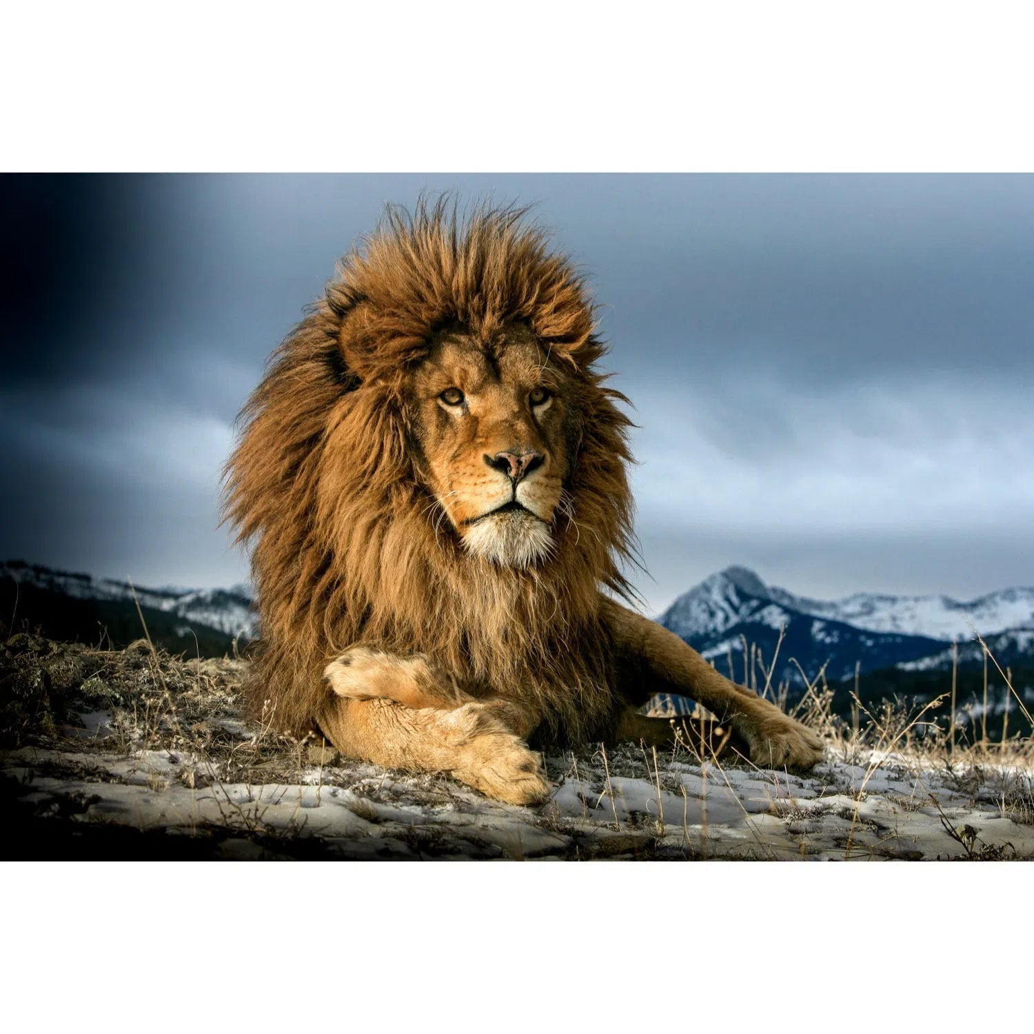 Lion de barbarie-Imagesdartistes