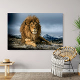 Lion de barbarie