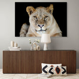 lioness face