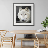 Wolf or dog?