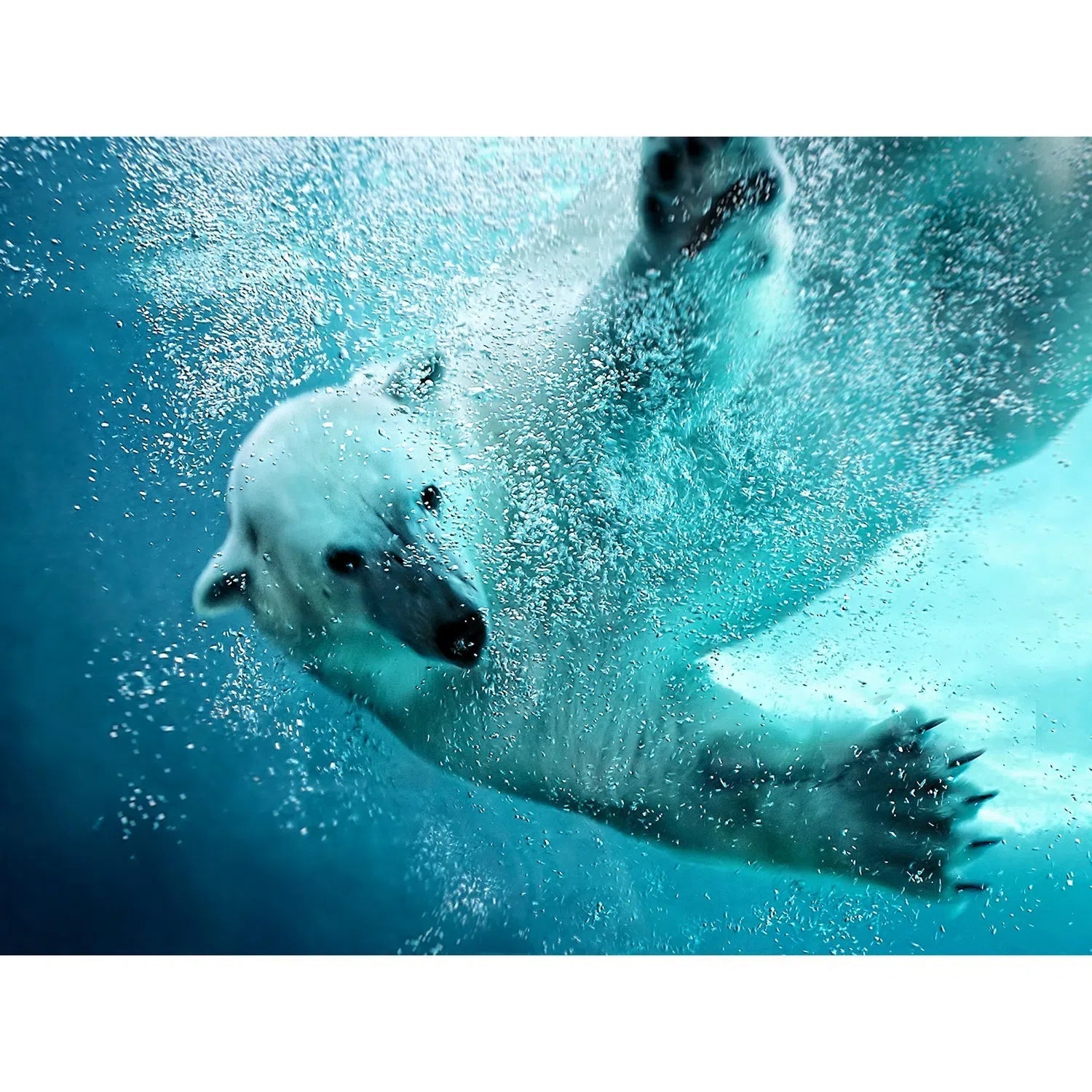L'ours polaire en plongée-Imagesdartistes