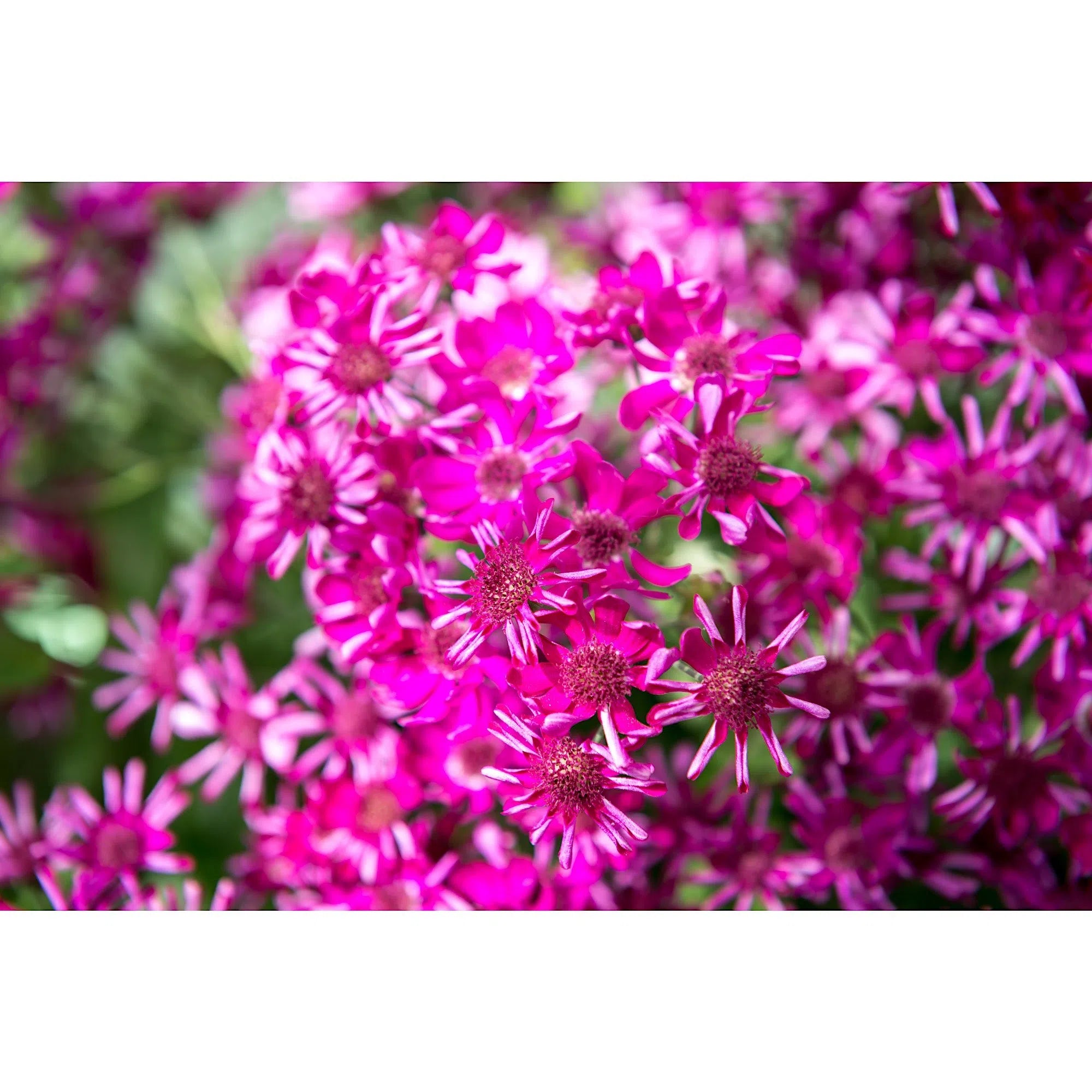 Marguerites fuschia-Imagesdartistes