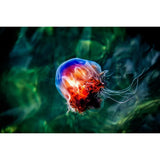 Méduse colorée-Imagesdartistes