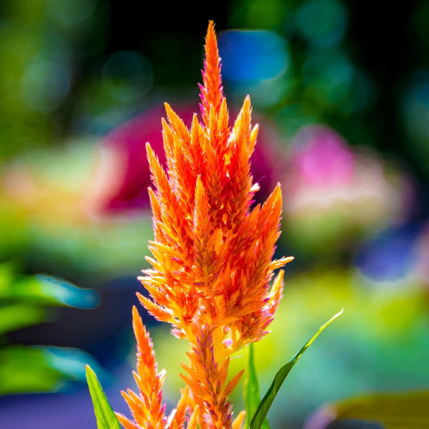 Orange botanique-Imagesdartistes