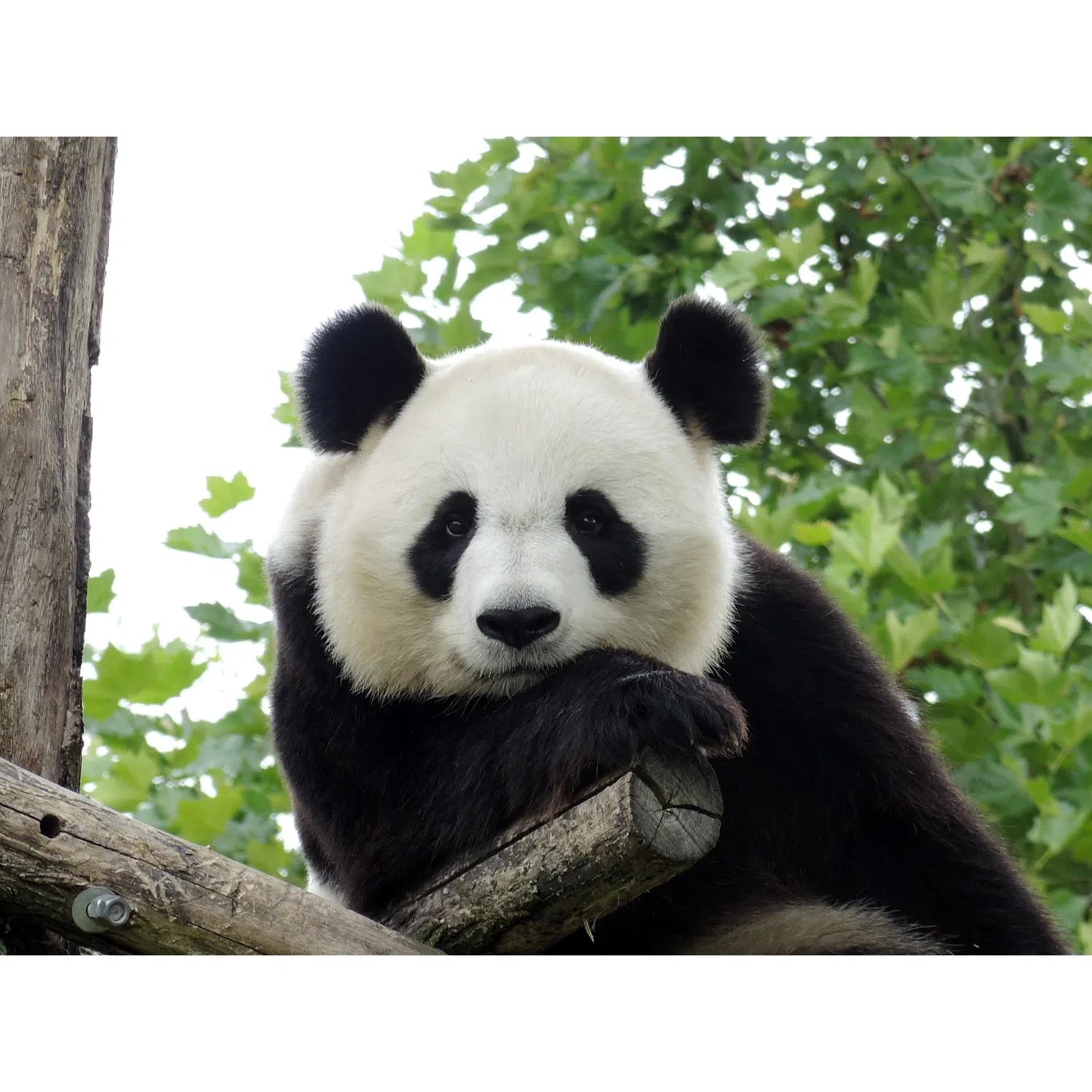 Panda géant-Imagesdartistes