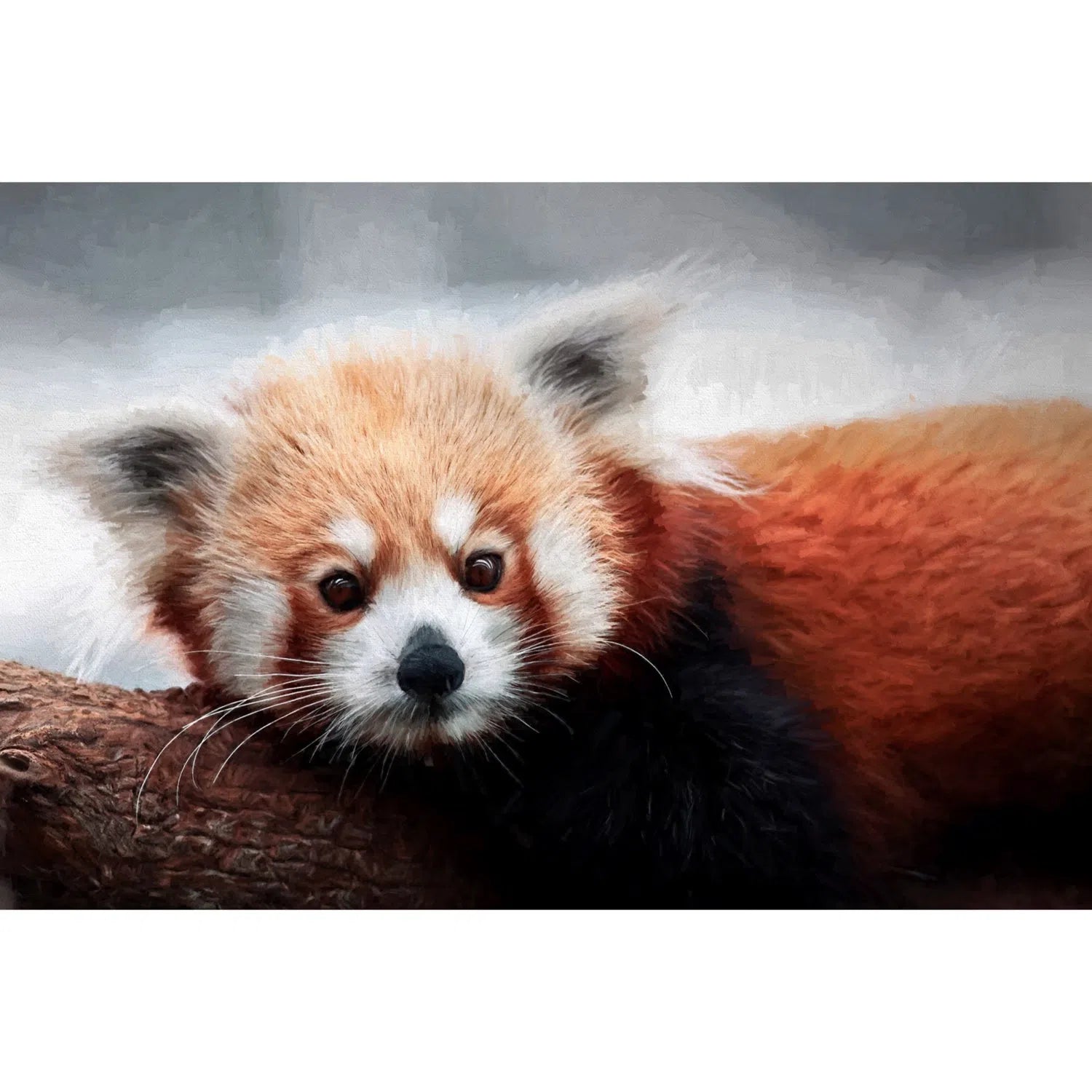 Panda roux-Imagesdartistes