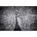 Paon indien-Imagesdartistes