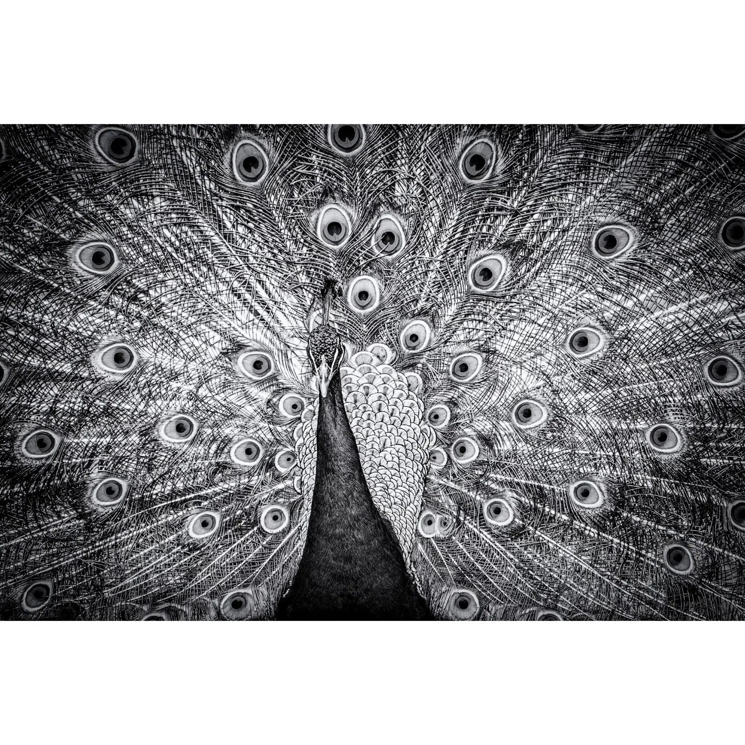 Paon indien-Imagesdartistes