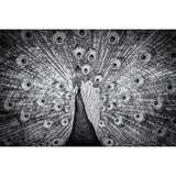 Paon indien-Imagesdartistes